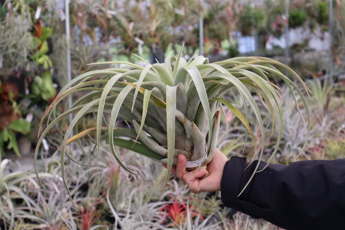 カピタータ・シルバーローズ 2XL 50号 | air-plants TENGU-DO