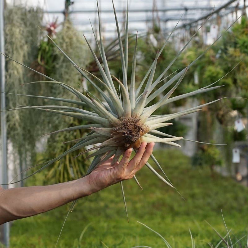 スタッフ特選】ファシクラータ・トリコロール 大株 | air-plants TENGU-DO
