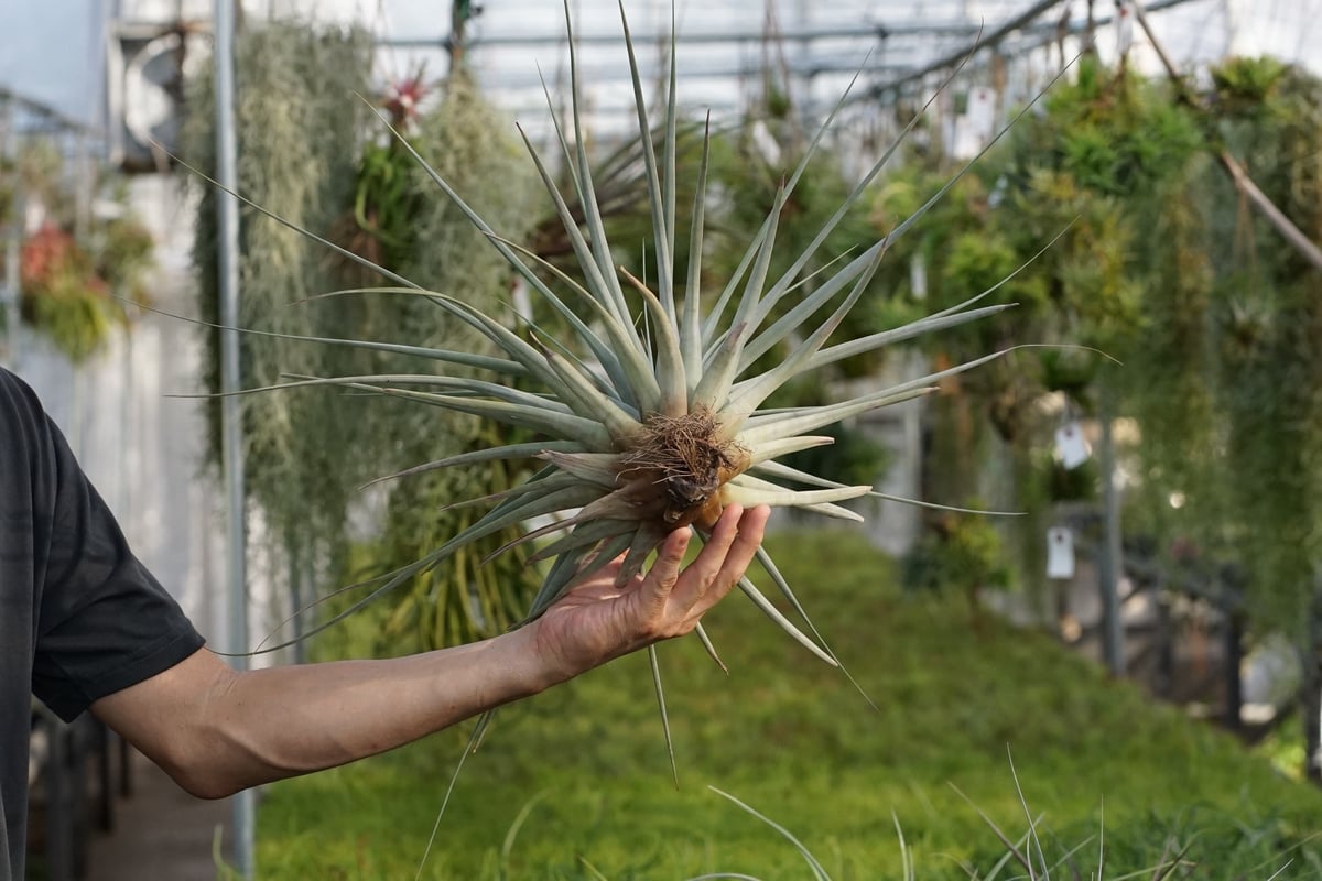 スタッフ特選】ファシクラータ・トリコロール 大株 | air-plants
