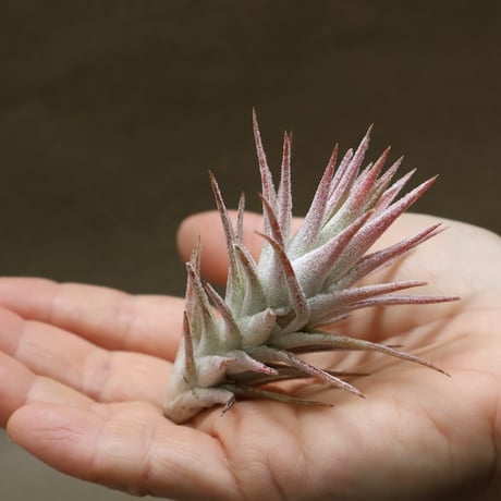 ヘドロ沼 様　ご確認用　イオナンタ　プレデター ヘドロ沼 様 ご確認用 イオナンタ プレデター イオナンタ プレデターの