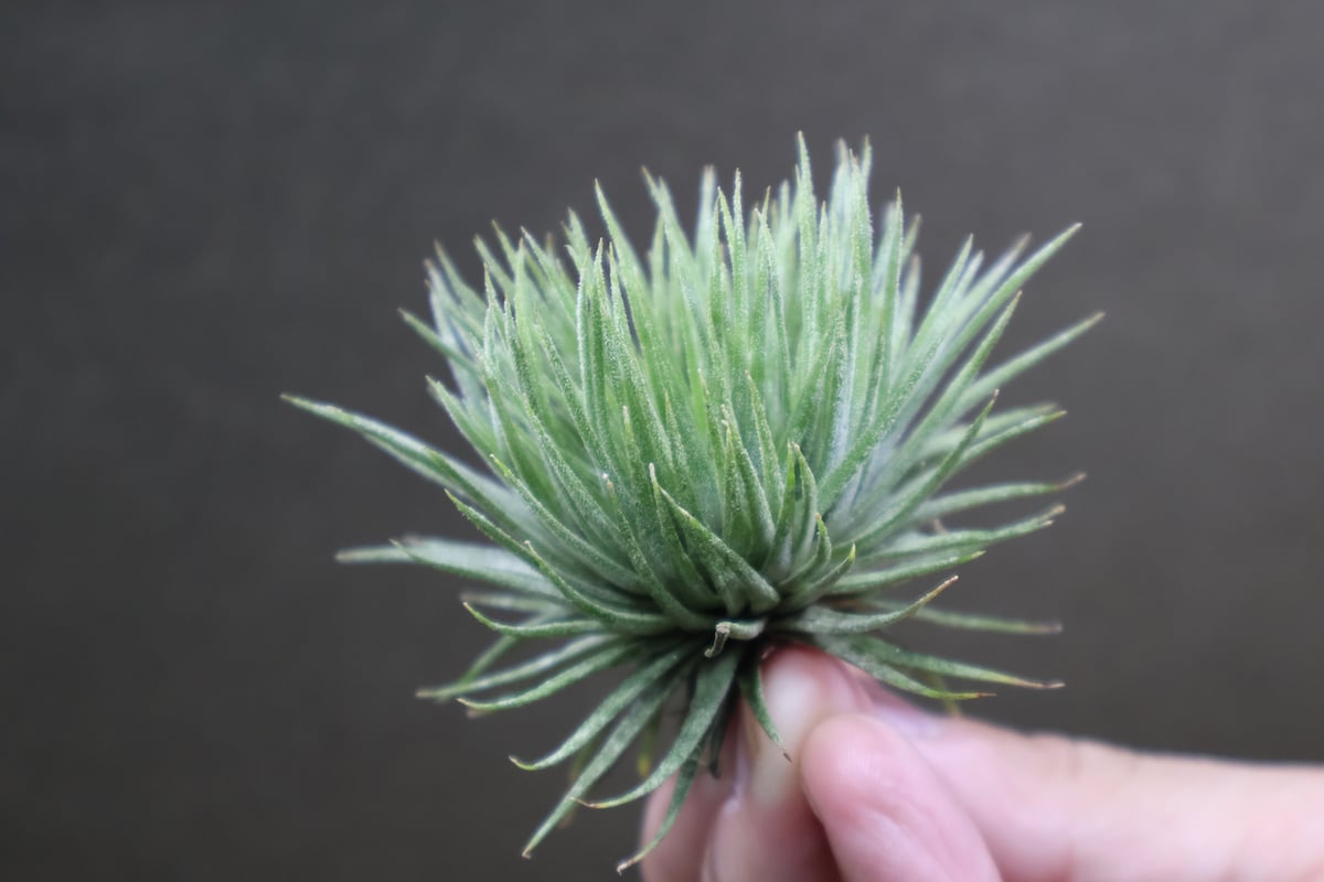 Tillandsia イオナンタ モンストローサ fit=scale-down,w=1200