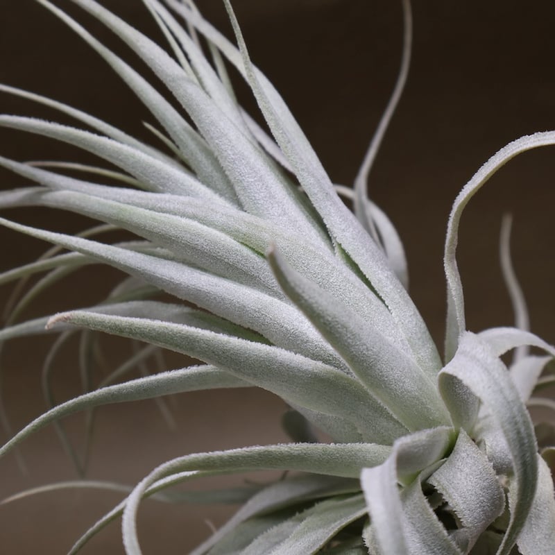 チャペウエンシス・チュリフォルミス　輸入株 チャペウエンシス チュリフォルミス 02号 | air-plants TENGU-DO
