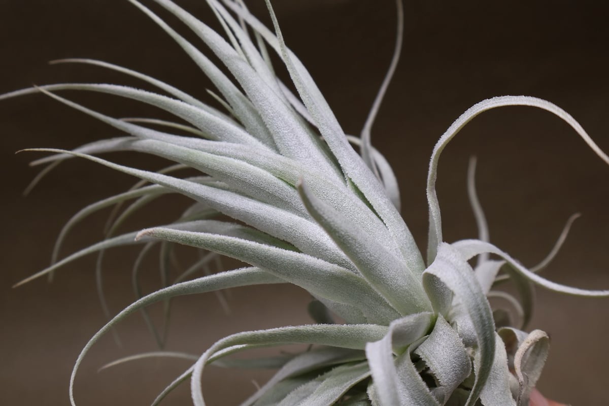 チャペウエンシス・チュリフォルミス　輸入株 チャペウエンシス チュリフォルミス 01号 | air-plants TENGU-DO