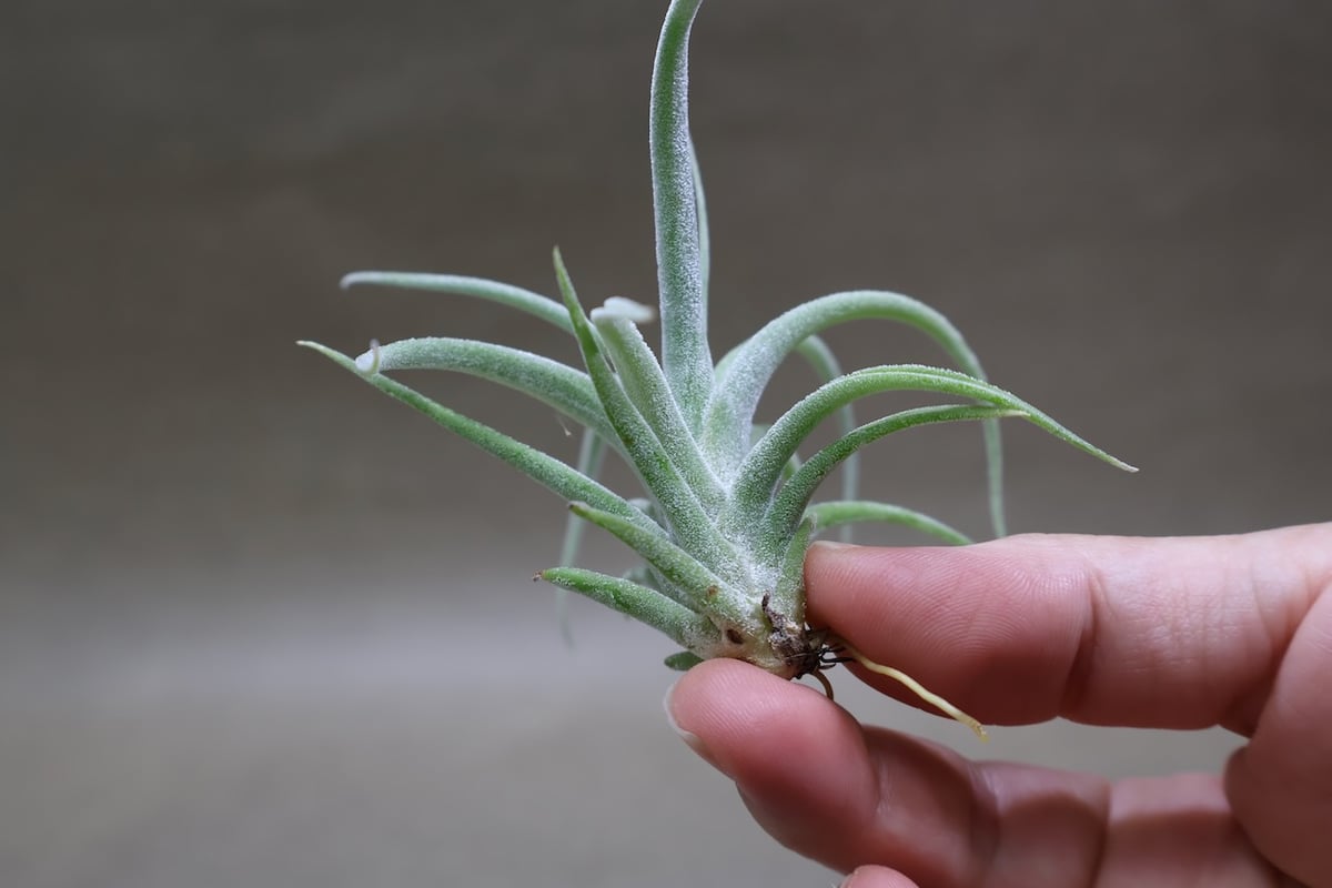 ベアコレアーレ × カプトメドーサエ ソノランスノー 05号 | air-plants