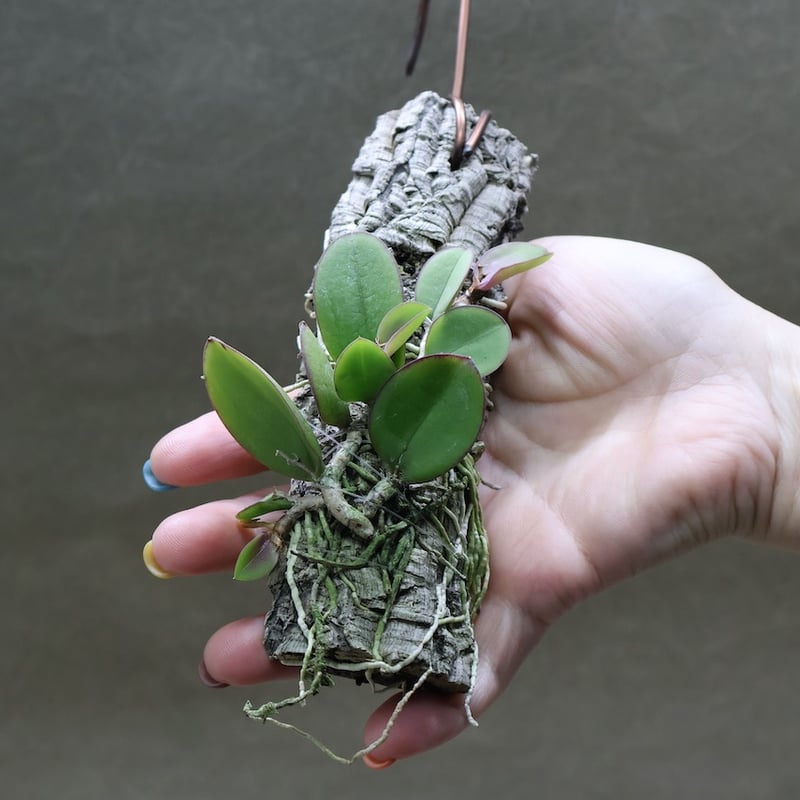 メイラキリウム トリナスツム 01号 | air-plants TENGU-DO
