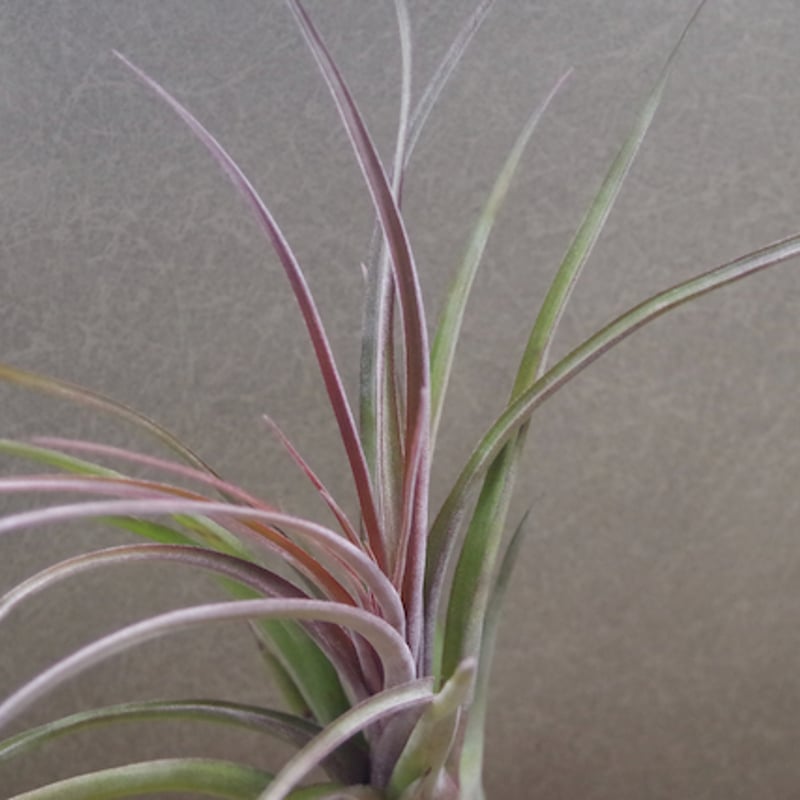 ストレプトフィラ × ノバキー 13号 | air-plants TENGU-DO