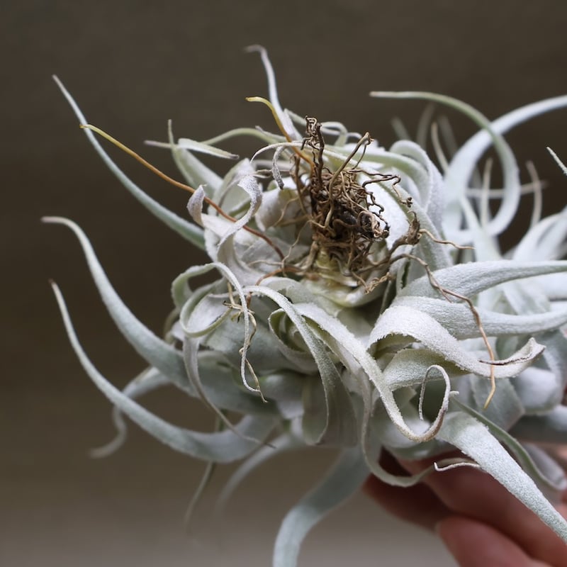 チャペウエンシス チュリフォルミス 02号 | air-plants TENGU-DO