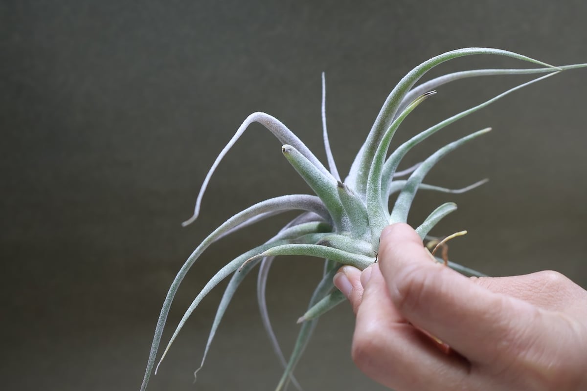 チアペンシス × エーレルシアナ 02号 | air-plants TENGU-DO