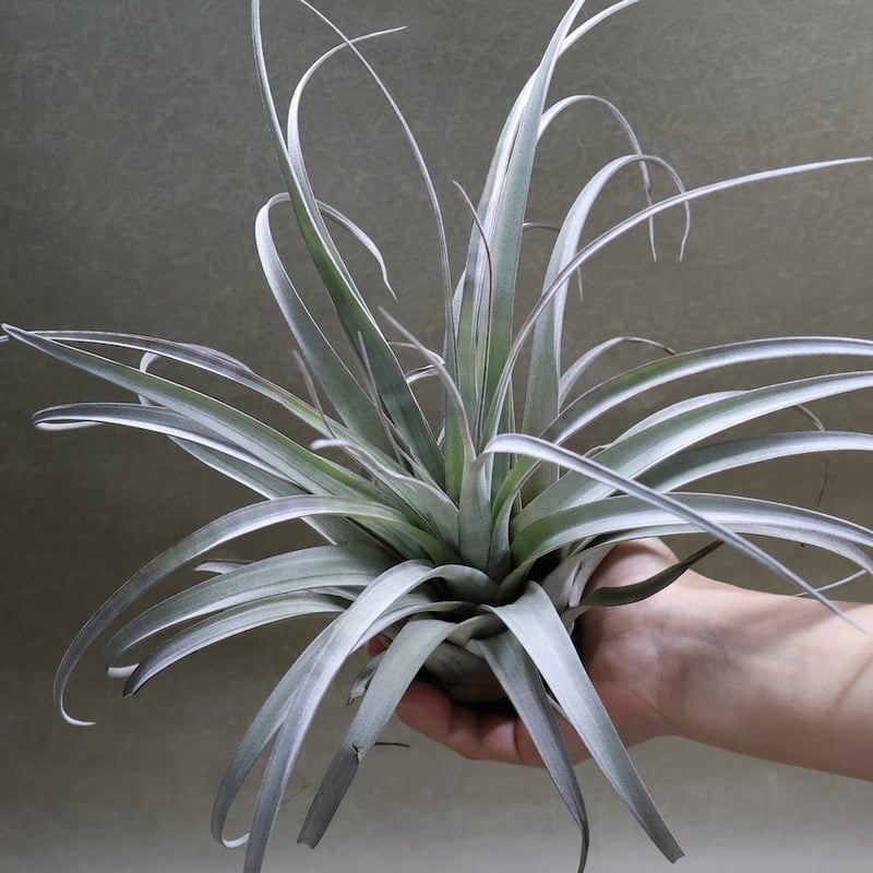 サカパネンシス 18号 | air-plants TENGU-DO