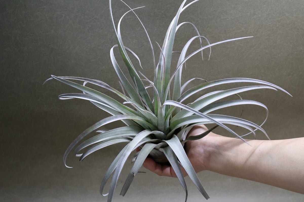 エアプランツ チランジア ココナッツグローブ 特大 チランジア Coconut