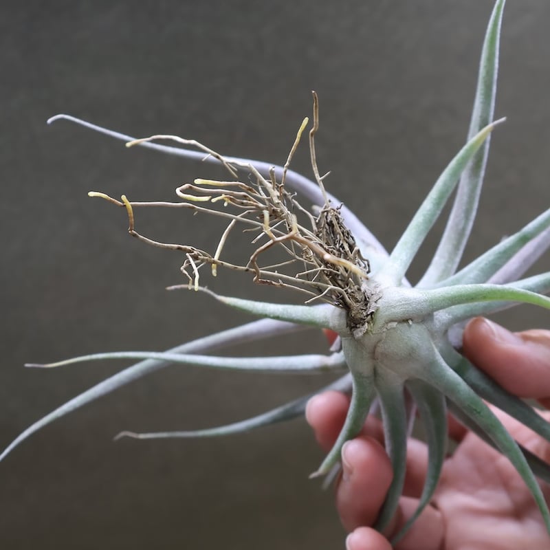 チアペンシス × エーレルシアナ 02号 | air-plants TENGU-DO