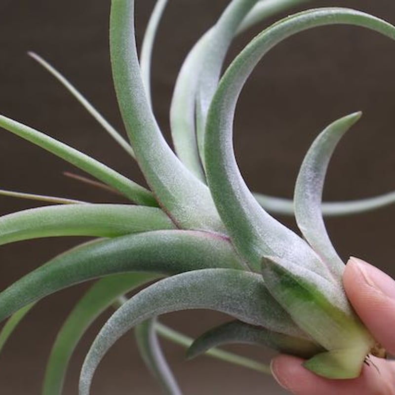 レディ ( コンコロール X ストレプトフィラ ) 06号 | air-plants TENG