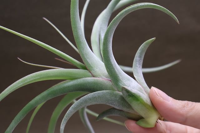 レディ ( コンコロール X ストレプトフィラ ) 06号 | air-plants レディ ( コンコロール X ストレプトフィラ ) 06号 | air-plants