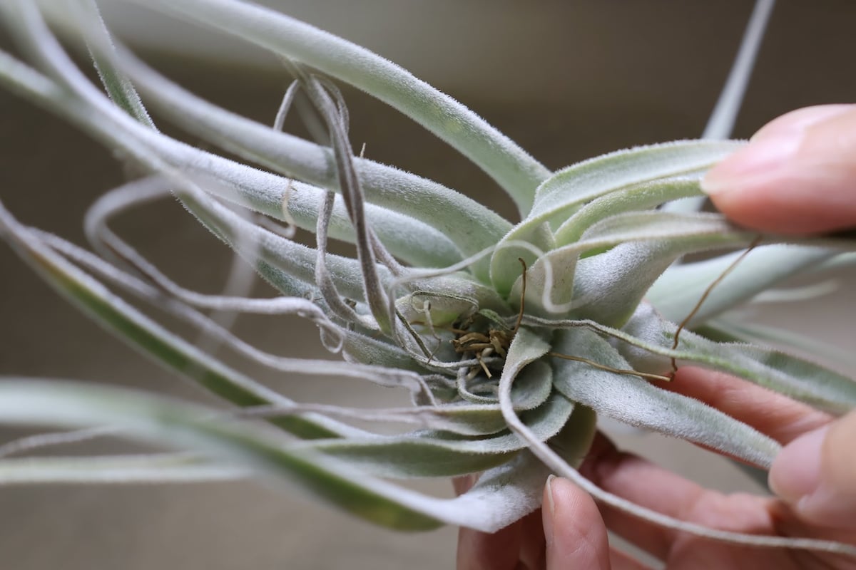 ストラミネア 34号 | air-plants TENGU-DO
