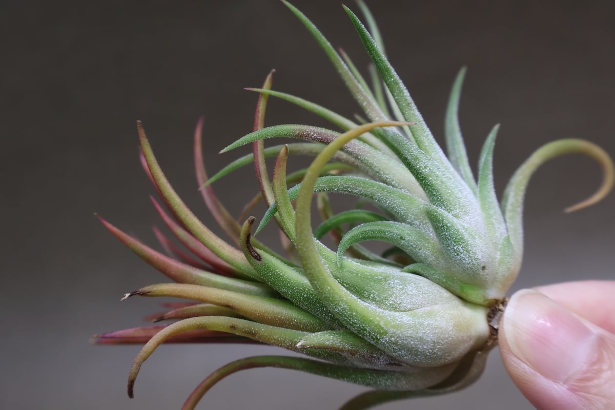 イオナンタ ヴァリエガータ 10号 | air-plants TENGU-DO