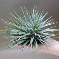 イオナンタ アルボマージナータ 48号 | air-plants TENGU-DO