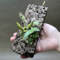 デンドロビウム セニレ 01号