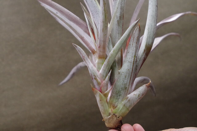 チランジア トロピカルファイヤー(ファシクラータ×ファイヤーオレンジ) チランジア トロピカルファイヤー(ファシクラータ×ファイヤー