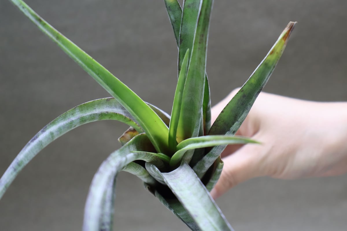 フレクスオーサ ツイスティッドフォーム 32号 | air-plants TENGU-DO