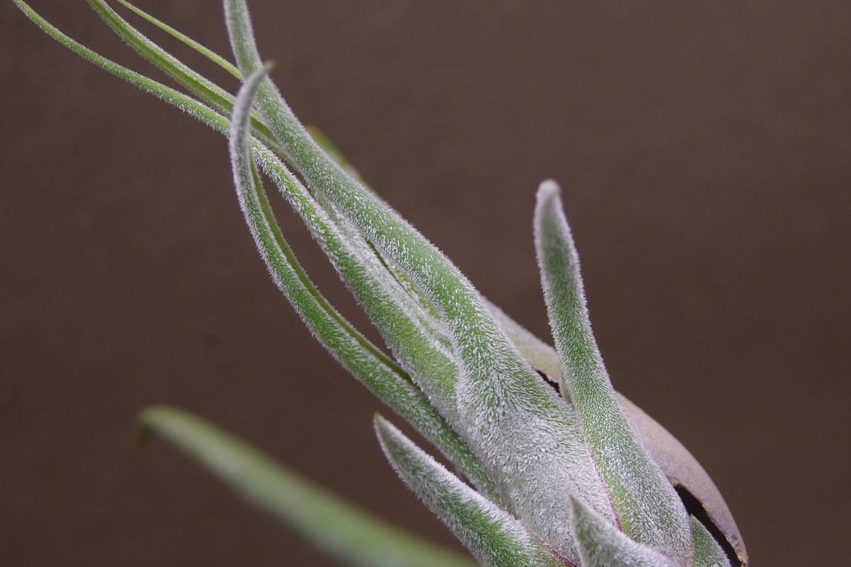 セレリアナ XL size 27号 | air-plants TENGU-DO