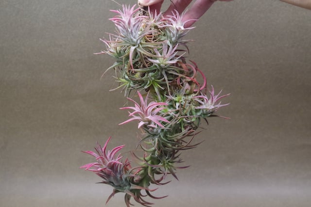 イオナンタ バンハイニンギー クランプ 09号 | air-plants TENGU-DO