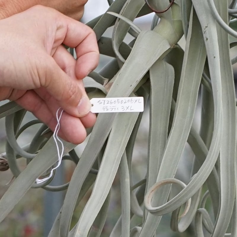 【現品】チランジア・ドラティー　特大（2） スタッフ特選】デュラティ 2頭CL XXLサイズ | air-plants TENGU-DO