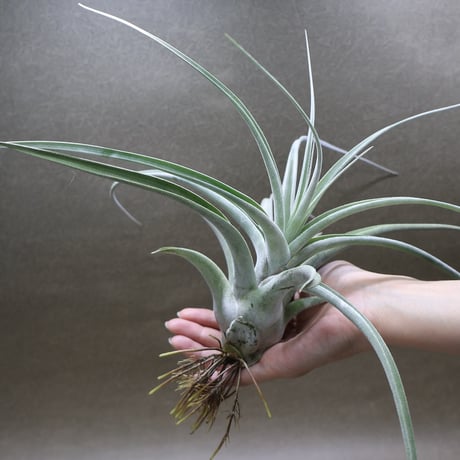 チランジア バードロックシンメトリー×ベアコレアレ♡ CATEGORY 品種名：E/F/G/H | air-plants TENGU-DO