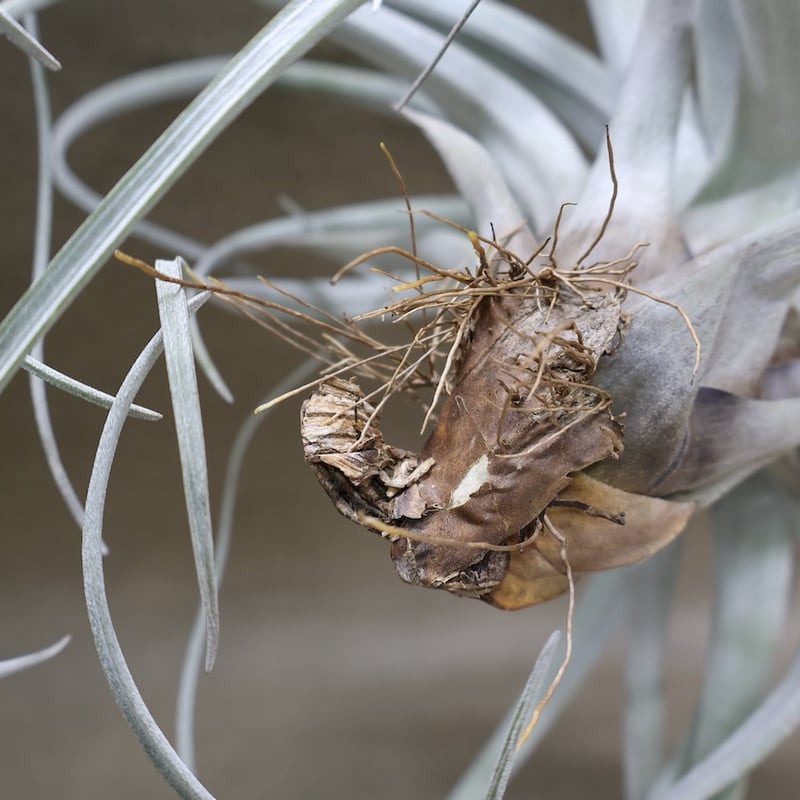 特大サカパネンシス サカパネンシス 19号 | air-plants TENGU-DO