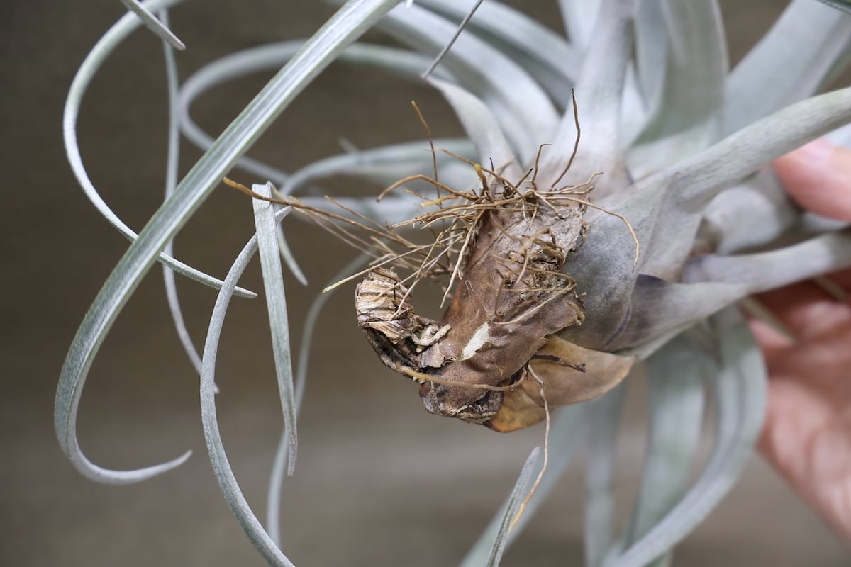 サカパネンシス 19号 | air-plants TENGU-DO