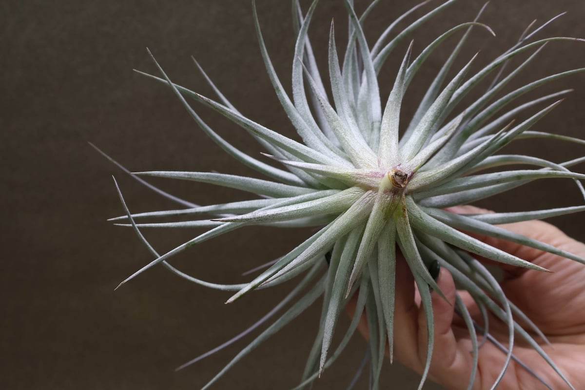 ストリクタ ソフトパープル 05号 | air-plants TENGU-DO