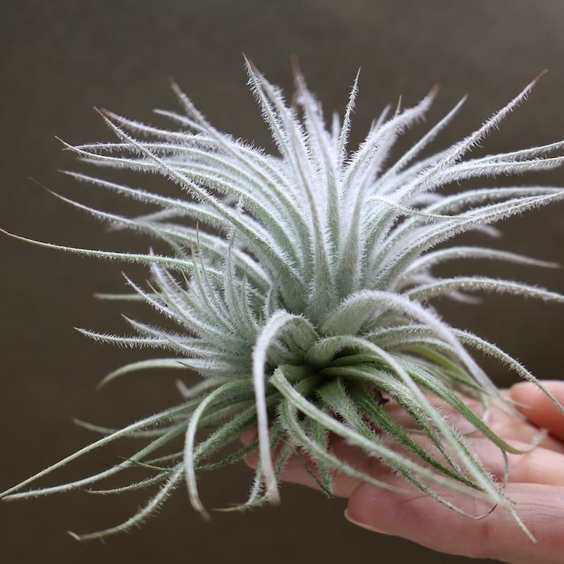 テクトラム 子株付き 01号 | air-plants TENGU-DO