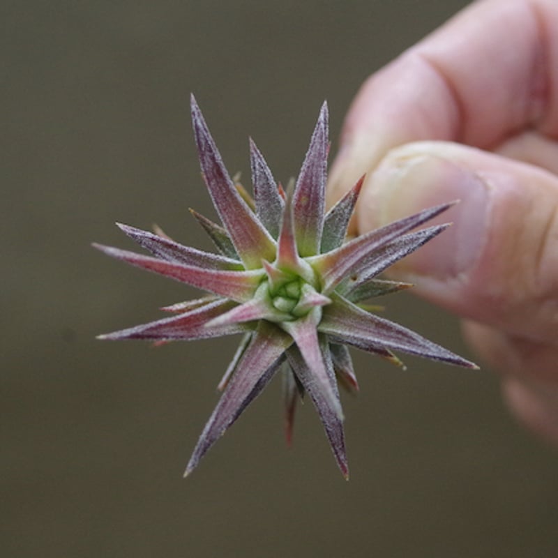 イオナンタ バンハイニンギー ミノール 03号 | air-plants TENGU-DO イオナンタ バンハイニンギー ミノール 03号 | air-plants TENGU-DO