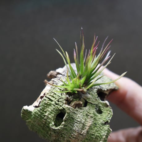 CATEGORY 品種名：I/J/K/L | air-plants TENGU-DO