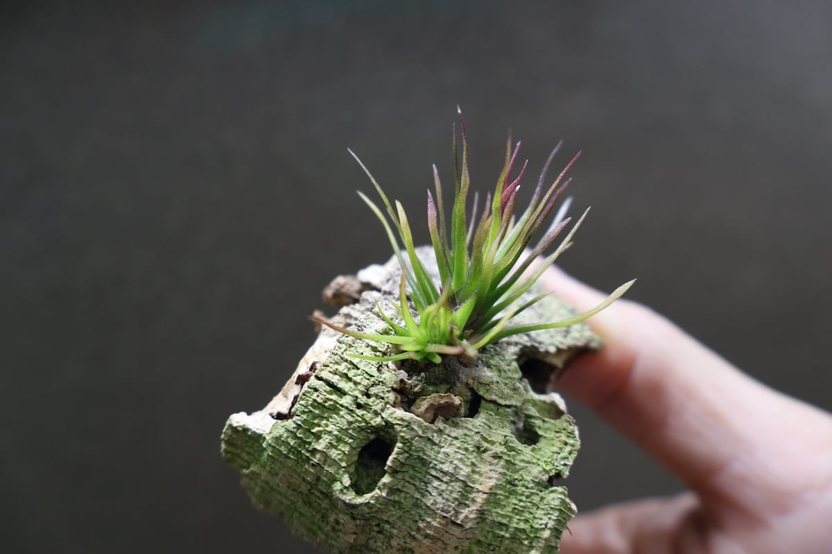 【みぃこどん】Tillandsia 4点セット イッツィービッツィー 39号 | air-plants TENGU-DO
