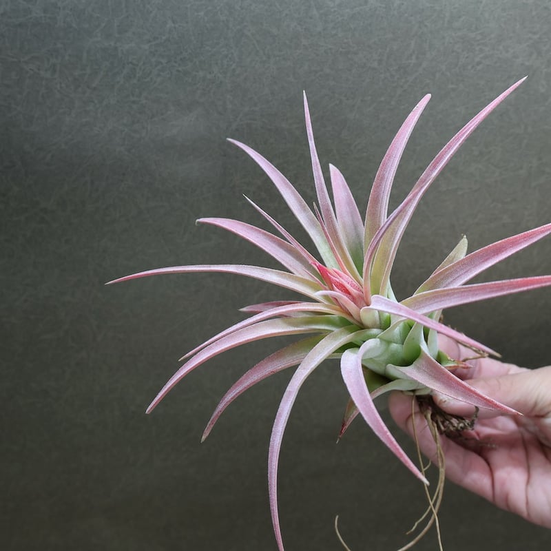 キセログラフィカ × イオナンタバンハイニンギー 01号 | air-plants