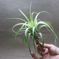 ヘザーズブラッシュ（ ブラキカウロス × エクセルタ ）Mサイズ26号