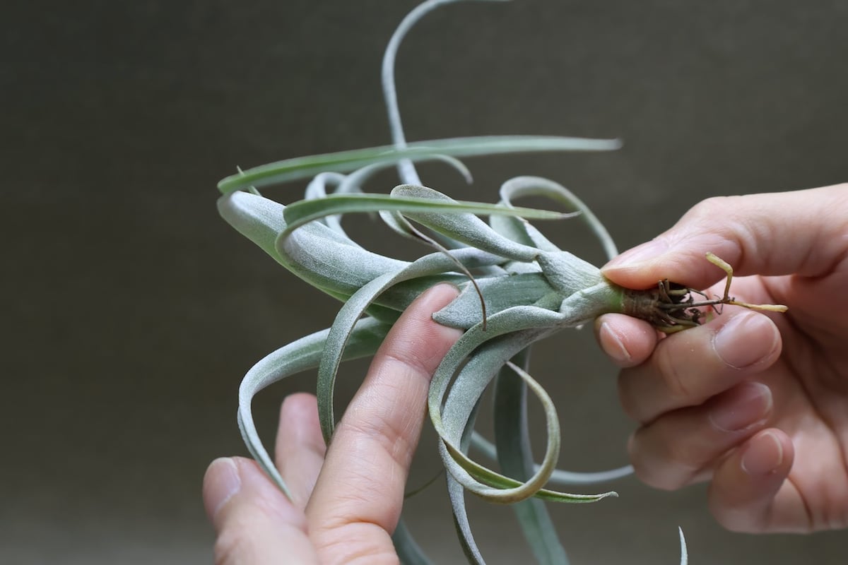 超希少❗️交配種❗️チランジア　メアリーZ チアペンシス×ローランドゴッセリーニ✨ 超希少❗️交配種❗️チランジア メアリーZ チアペンシス×ローランド