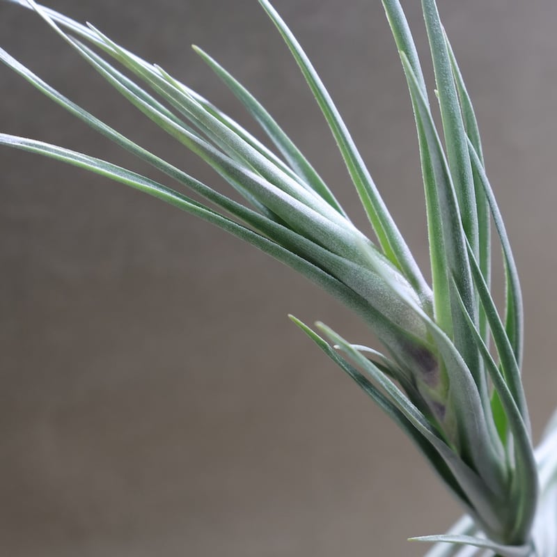 夏☀︎SALE！アナベルとイエローのミルフィーユガーランド　クラスペディア 夏☀︎SALE！アナベルとイエローのミルフィーユガーランド クラスペディア