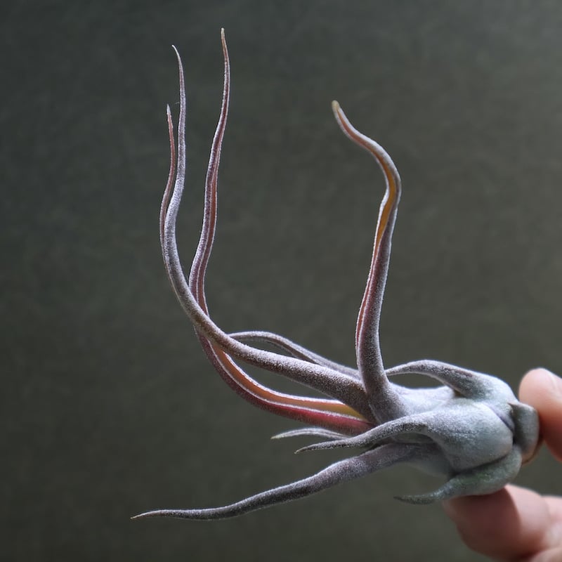 セレリアナ × ブルボーサ 10号 | air-plants TENGU-DO