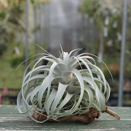 CATEGORY エアープランツ（ティランジア） | air-plants TENGU-DO