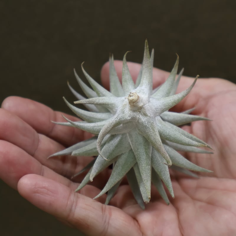 エディシアエ 66号 | air-plants TENGU-DO