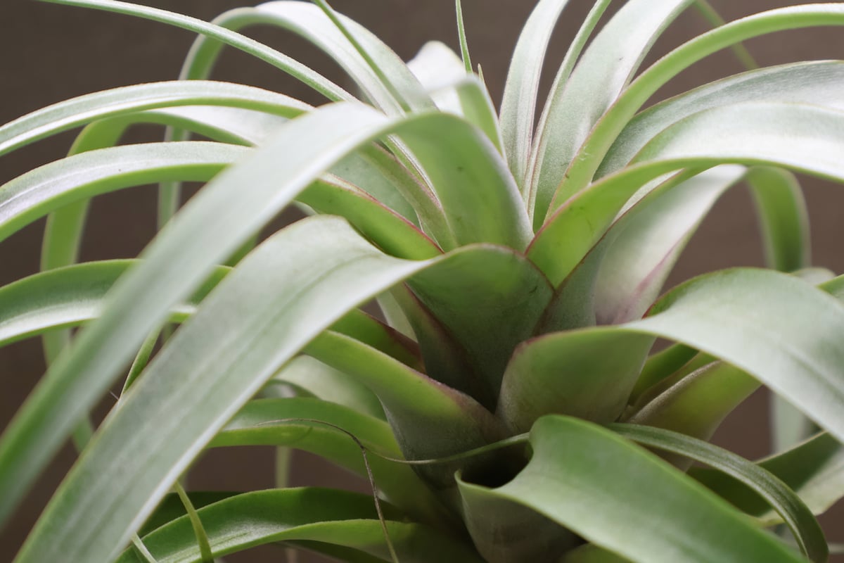 ギリエシークランプ　Tillandsia ギリエシークランプ Tillandsia - メルカリ