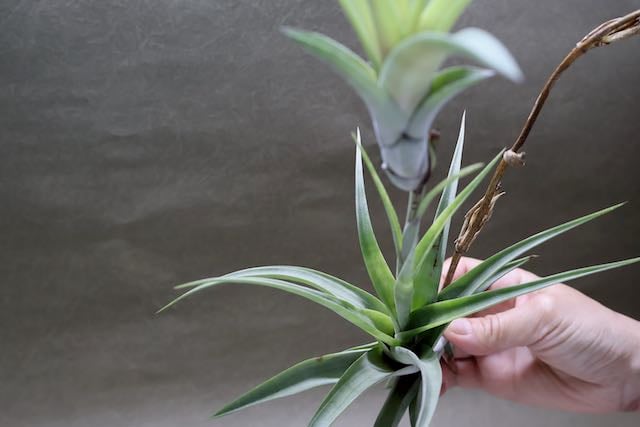 フレクスオーサ ヴィヴィパラ 14号 | air-plants TENGU-DO フレクスオーサ ヴィヴィパラ 14号 | air-plants TENGU-DO