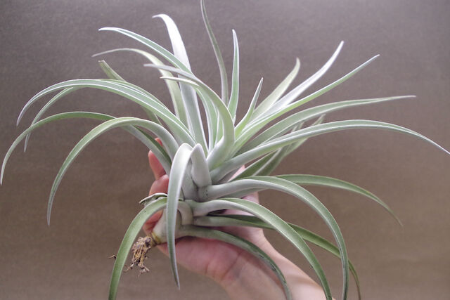 ハリシー XLサイズ 6号 | air-plants TENGU-DO