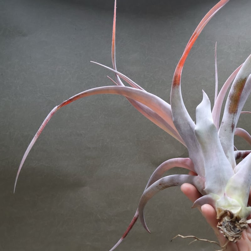キセログラフィカ ×カピタータ マロン 07号 | air-plants TENGU-DO