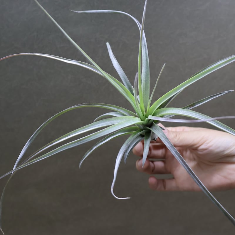 超希少❗️交配種❗️チランジア　ヘザーズブラッシュ （ブラキカウロス×エクセルタ）✨ ヘザーズブラッシュ（ ブラキカウロス × エクセルタ ）25号