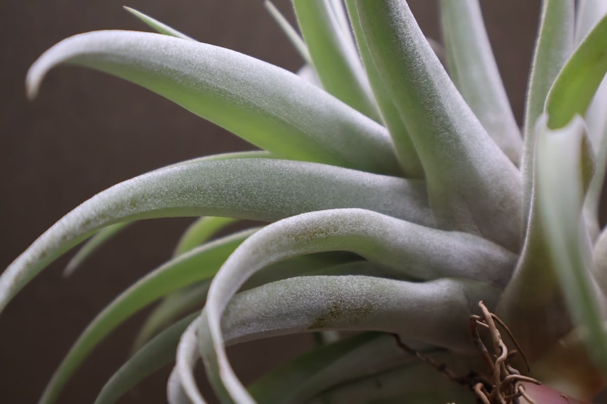 カピタータ シルバーローズ 44号 | air-plants TENGU-DO