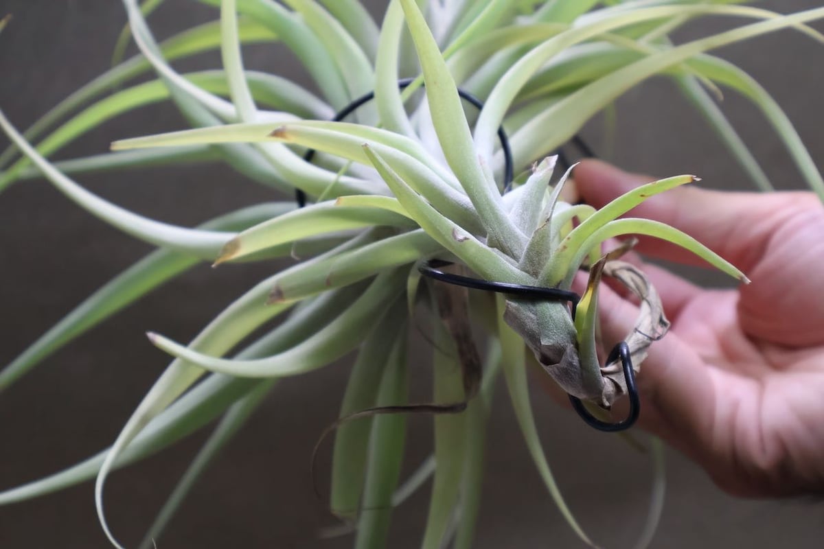 Tillandsia ラティフォリア レウコフィラ② Tillandsia latifolia var.leucophylla ティランジア・ラティ