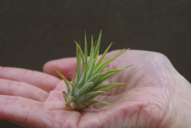 イオナンタ　アルビフローラ イオナンタ アルビノ Sサイズ10号 | air-plants TENGU-DO