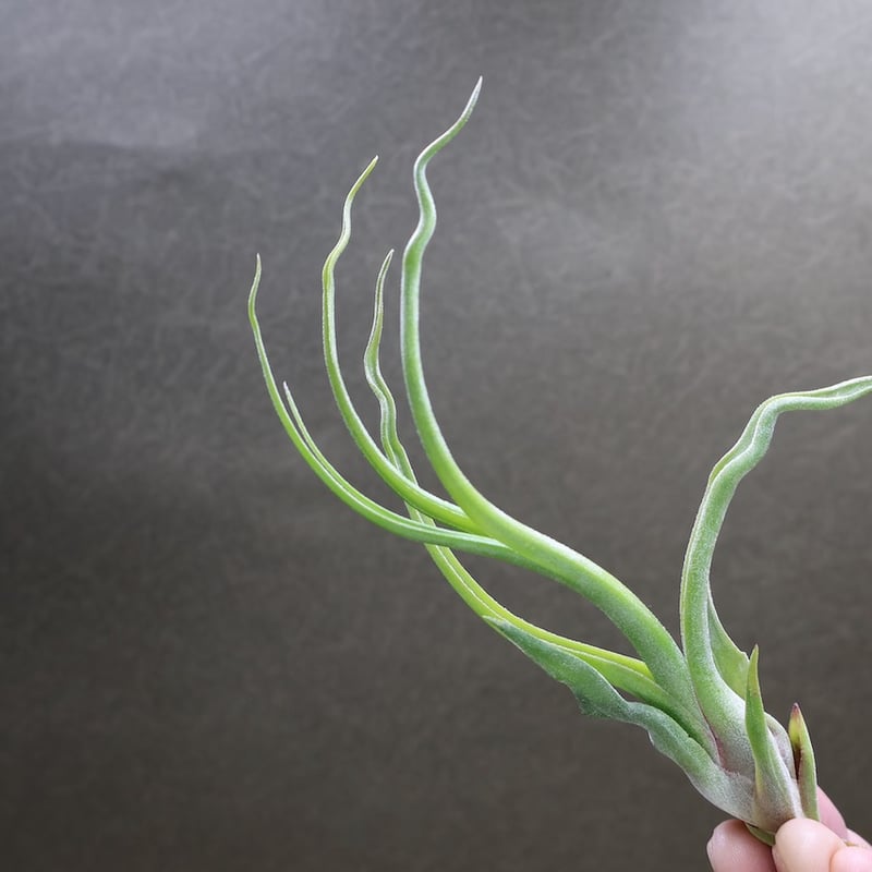 ディディディ （ ストレプトフィラ x ブルボーサ x ストレプトフィラ